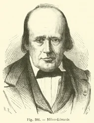 Milne-Edwards